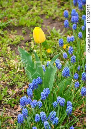 Yellow Tulip and Blue Muscari in Spring Garden Yellow Tulip and Blue Muscari in Spring Garden 139232635