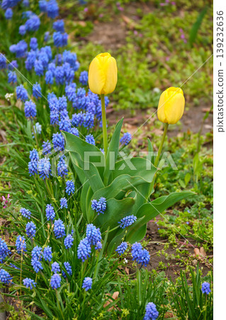 Yellow Tulip and Blue Muscari in Spring Garden Yellow Tulip and Blue Muscari in Spring Garden 139232636
