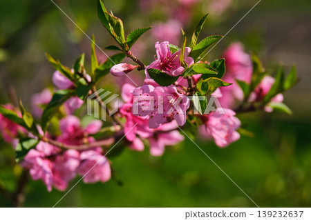 Close Up of Pink Peach Blossoms on Branch 139232637