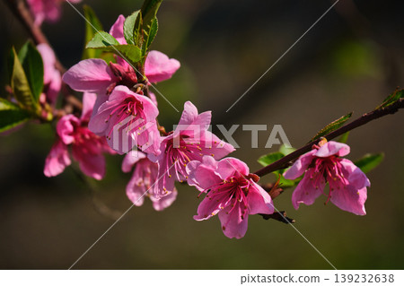 Close Up of Pink Peach Blossoms on Branch Close Up of Pink Peach Blossoms on Branch 139232638