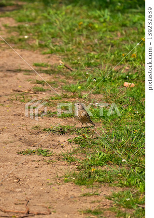 Female linnet on dirt path in grass 139232639