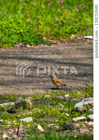 Male linnet on dirt path in grass 139232640