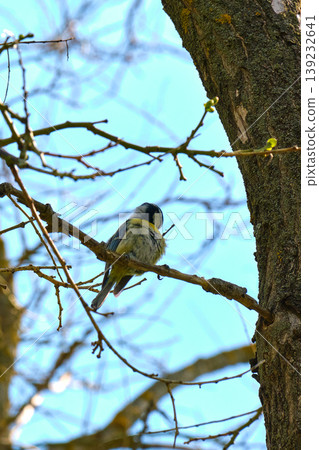 Blue tit preening on budding branch 139232641