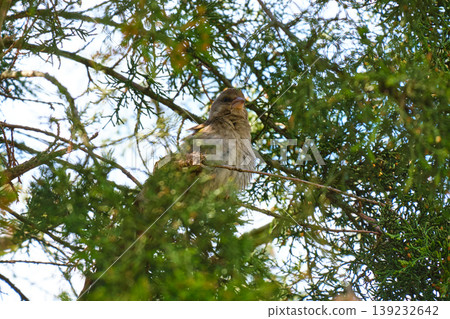 Female greenfinch resting in spruce tree Female greenfinch resting in spruce tree 139232642