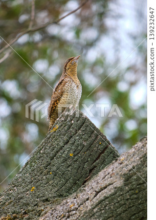 Wryneck bird perched on tree trunk Wryneck bird perched on tree trunk 139232647