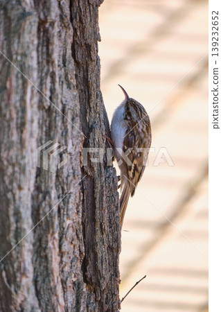 Treecreeper foraging on tree trunk 139232652