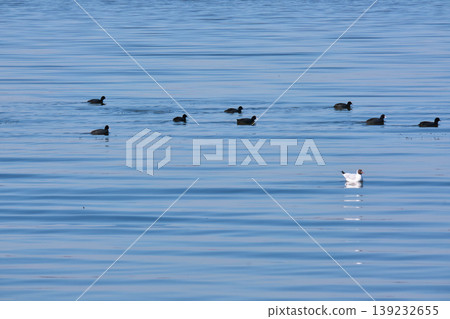 Seagull and coots on calm blue water Seagull and coots on calm blue water 139232655