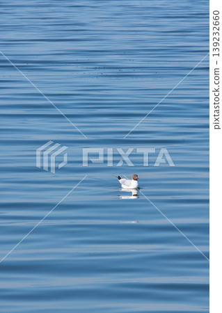 Seagull floating on calm blue water 139232660