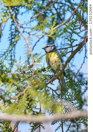 Crested blue tit on thuja branch Crested blue tit on thuja branch 139232664