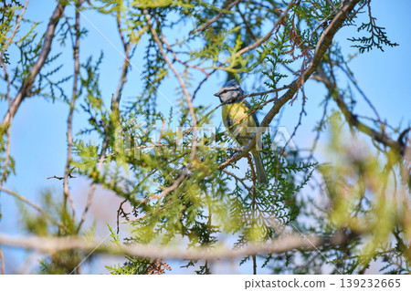 Crested blue tit on thuja branch 139232665