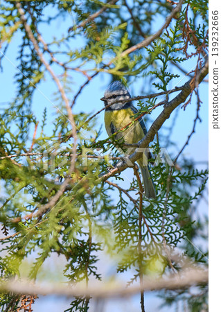 Crested blue tit on thuja branch Crested blue tit on thuja branch 139232666