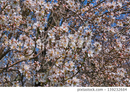 Cherry tree blossoms against blue sky Cherry tree blossoms against blue sky 139232684