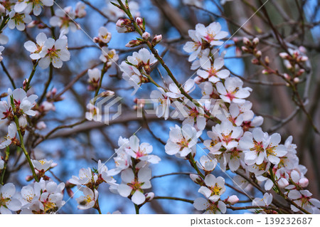 Cherry blossoms in close up spring bloom Cherry blossoms in close up spring bloom 139232687