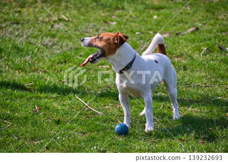 Jack Russell Terrier Playing with Ball on Grass Jack Russell Terrier Playing with Ball on Grass 139232693