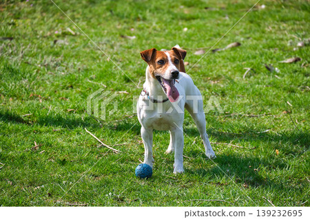 Jack Russell waiting with ball in park Jack Russell waiting with ball in park 139232695