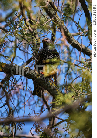 Starling perched on tree branches Starling perched on tree branches 139232699