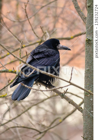 Rook perched on winter branch Rook perched on winter branch 139232724