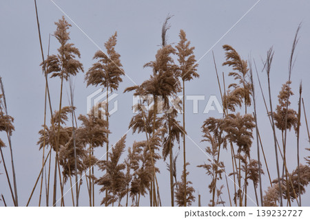 Dry reed grass in winter landscape Dry reed grass in winter landscape 139232727