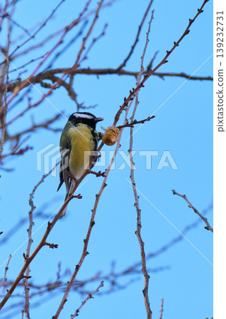 Tit feeding on tree bark in winter Tit feeding on tree bark in winter 139232731