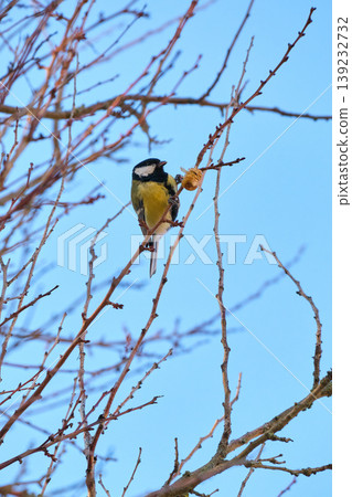 Tit feeding on tree bark in winter Tit feeding on tree bark in winter 139232732