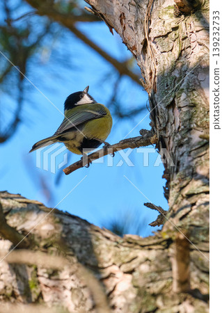 Tit on pine in warm winter light 139232733