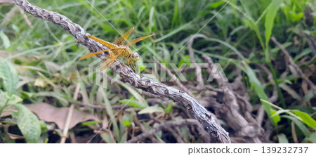 Orange Dragonfly Perched on a Branch with Green Nature Background Orange Dragonfly Perched on a Branch with Green Nature Background 139232737