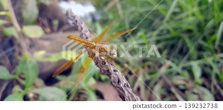 Orange Dragonfly Perched on a Branch with Green Nature Background 139232738