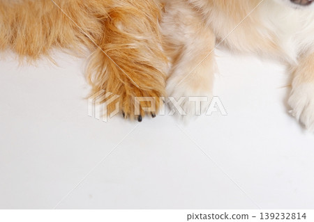 A close-up shot comparing the fluffy front paws of two dogs side-by-side. 139232814