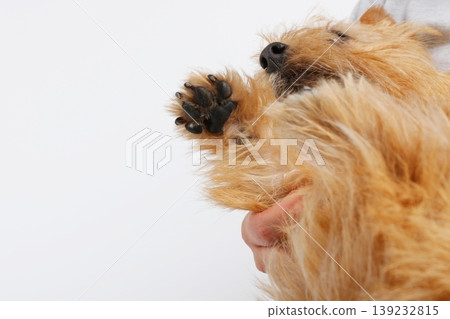 A close-up of a dog's paw pads being held - a soothing close-up. 139232815