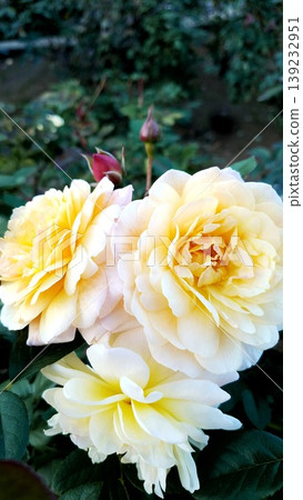 Image of a bouquet of yellow roses Image of a bouquet of yellow roses 139232951