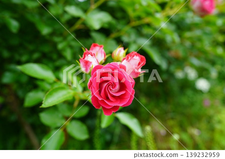 一朵紅玫瑰的特寫。一張簡潔而美麗的鮮花照片。 139232959