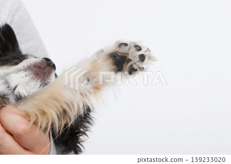 特寫鏡頭:黑色吉娃娃犬柔軟的爪墊細部圖 特寫鏡頭:黑色吉娃娃犬柔軟的爪墊細部圖 139233020