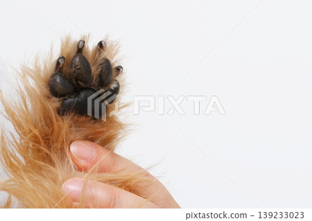 Close-up of a paw pad and a human hand, the sole of a dog's foot. Close-up of a paw pad and a human hand, the sole of a dog's foot. 139233023