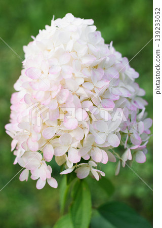 Hydrangea Paniculata Magical Sweet Summer Flower Blooming 139233052
