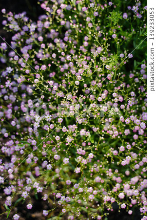 Lush Pink Gypsophila Flowers Blooming in Green Summer Meadow 139233053