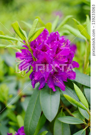 Deep Violet Rhododendron Azurro Flowers with Dark Center in Garden Deep Violet Rhododendron Azurro Flowers with Dark Center in Garden 139233063