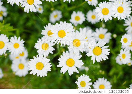 Close View Of Many Wild Daisies Growing In Grass Close View Of Many Wild Daisies Growing In Grass 139233065