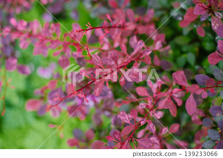 Colorful Foliage of Berberis Thunbergii Arlequin Shrub Colorful Foliage of Berberis Thunbergii Arlequin Shrub 139233066