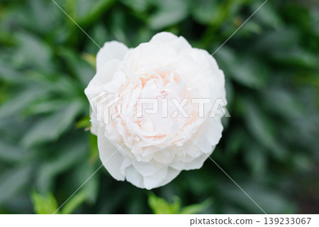 Top View of White Peony Solange Flower 139233067