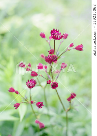 Delicate Red Astrantia Blooms in Soft Light 139233068