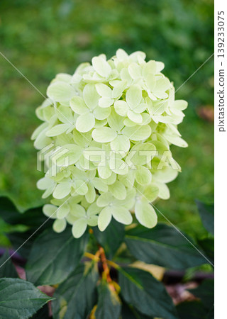 Elegant Graffiti Hydrangea Panicle with Pink Tints 139233075