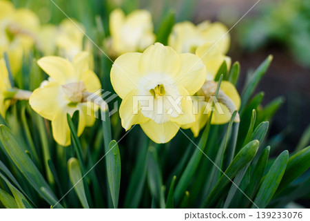 Beautiful Pale Yellow Daffodil Flowers Blooming in Spring Garden 139233076