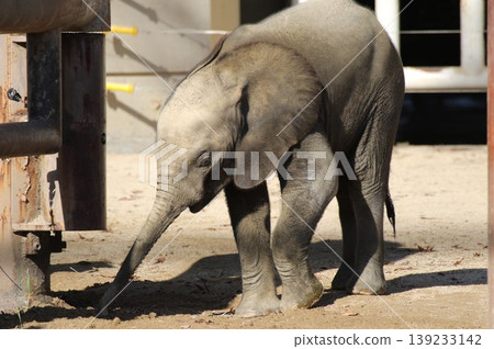 A rare baby forest elephant walking around the zoo (Part 3) A rare baby forest elephant walking around the zoo (Part 3) 139233142