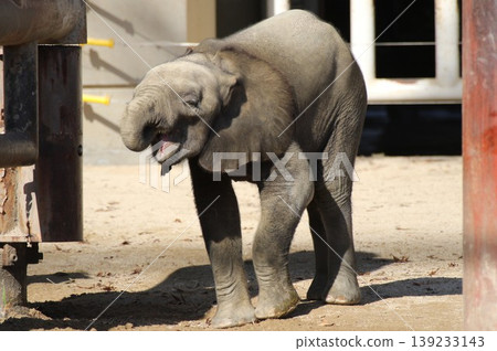A rare baby forest elephant walking around the zoo (Part 4) A rare baby forest elephant walking around the zoo (Part 4) 139233143