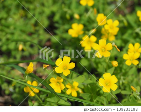 黃色花朵 留白 黃色花朵舞 可愛 留白 黃色花朵 留白 黃色花朵舞 可愛 留白 139233198
