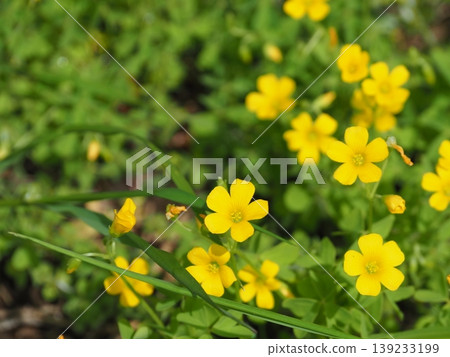 黃色花朵 留白 黃色花朵舞 可愛 留白 139233199
