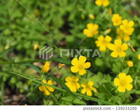 Yellow flowers Copy space Yellow flower dance Cute Copy space Yellow flowers Copy space Yellow flower dance Cute Copy space 139233200