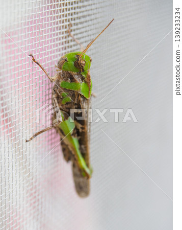 A grasshopper look-alike? 139233234