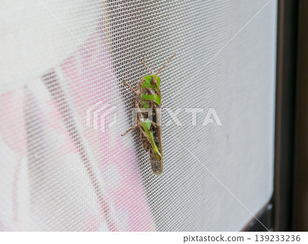 一隻綠色的蚱蜢停在紗門上。 一隻綠色的蚱蜢停在紗門上。 139233236