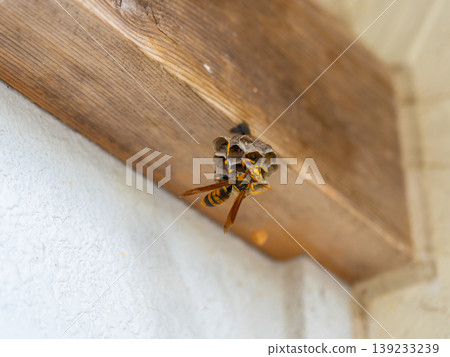 We discovered a paper wasp nest. 139233239